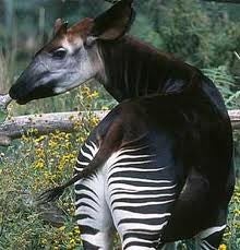 Okapi 