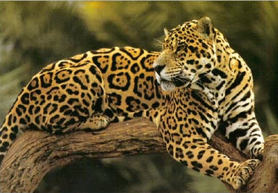 Jaguar ♥